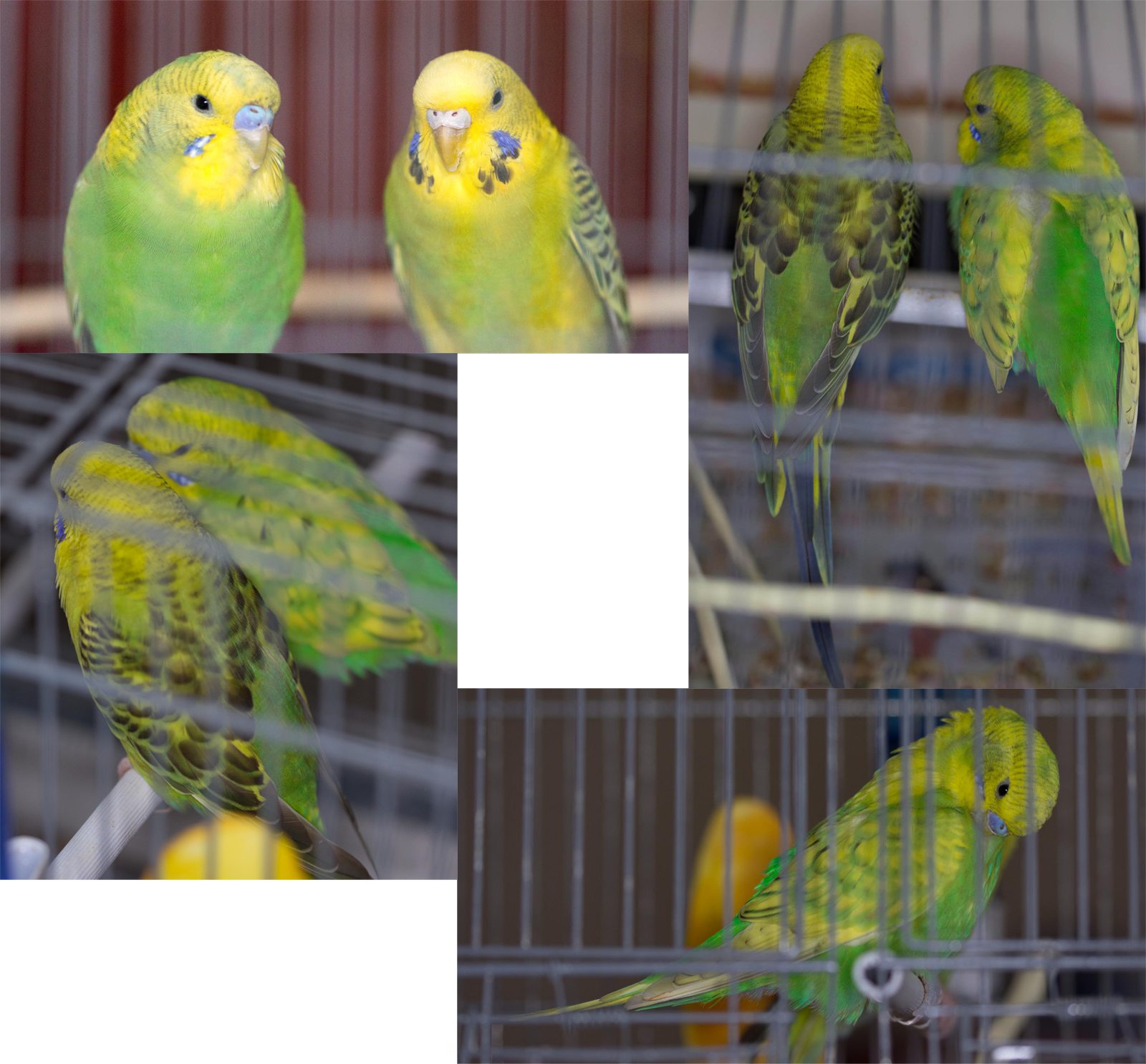 Dubbi su coppia di coco